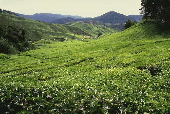Чайная плантация. Малайзия.