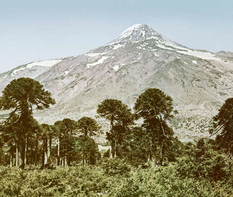 Чили. Араукариевый лес у подножия вулкана Ланин.