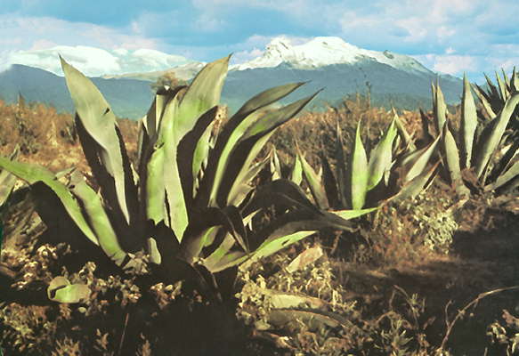 Агавы в долине Мехико.