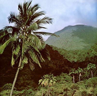 Доминика. Влажнотропический лес на склонах вулкана Дьяблотен.