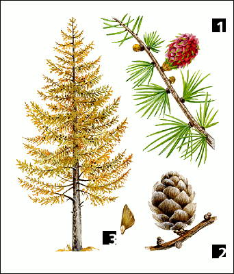 Лиственница сибирская: 1 - ветвь с мужским и женским соцветиями; 2 - зрелая шишка; 3 - семя.