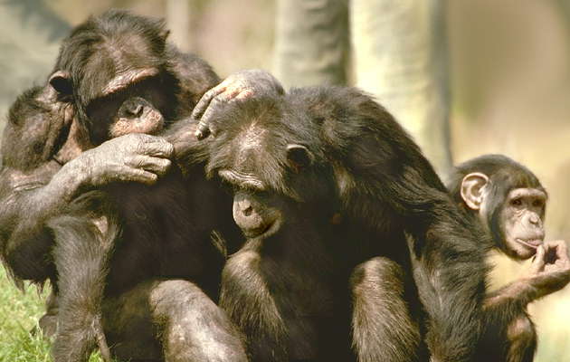 Приматы: шимпанзе.