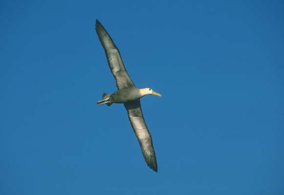 Волнистый альбатрос в полёте.