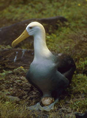 Волнистый альбатрос в период высиживания птенцов.