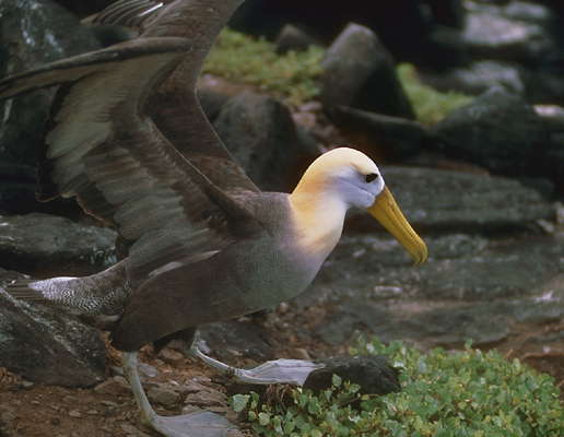 Волнистый альбатрос.