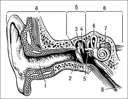 Ухо человека (схема): а - наружное, б - среднее, в - внутреннее; 1 - слуховой проход; 2 - барабанная перепонка; 3 - молоточек; 4 - наковальня; 5 - стремечко; 6 - полукружные каналы; 7 - улитка; 8 - евстахиева труба.