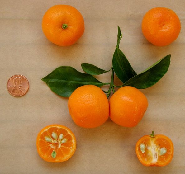 панамский апельсин