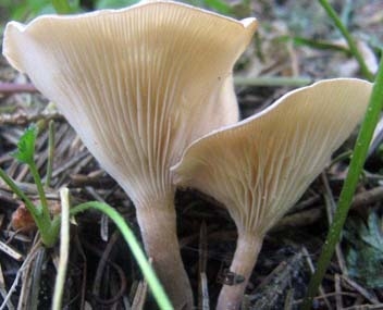 говорушки говорушки